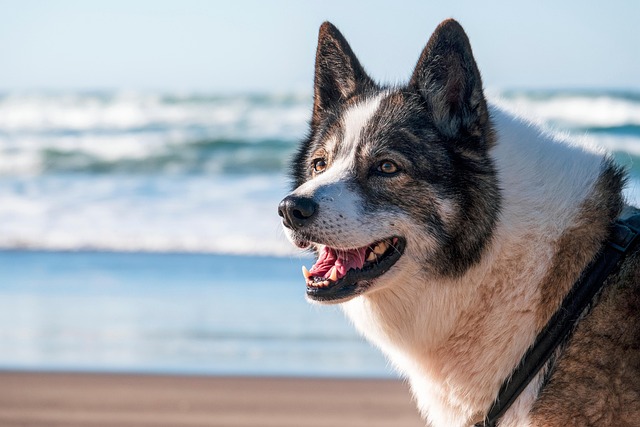 best air purifier for pets