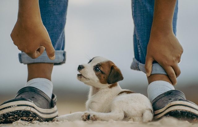 best air purifier for pets