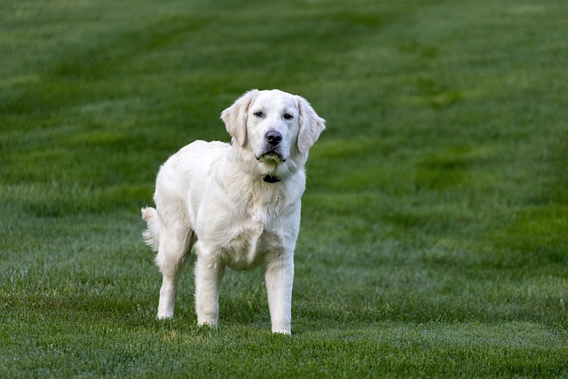 best air purifier for pets