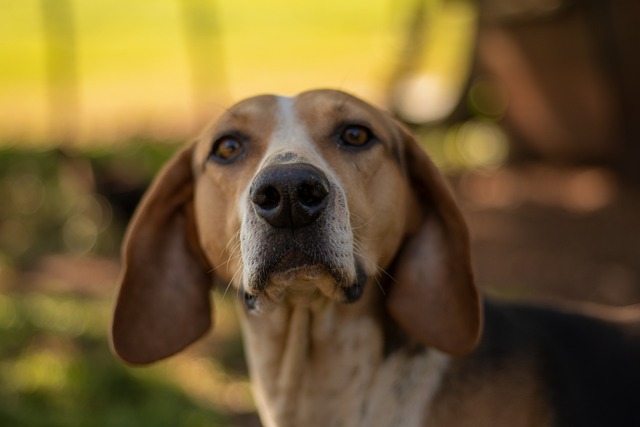 best air purifier for pets