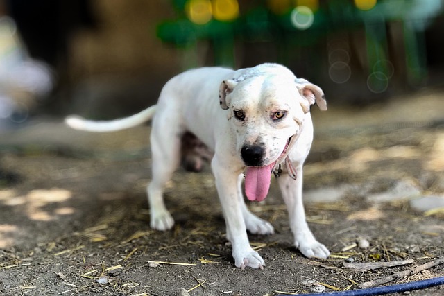 best air purifier for pets