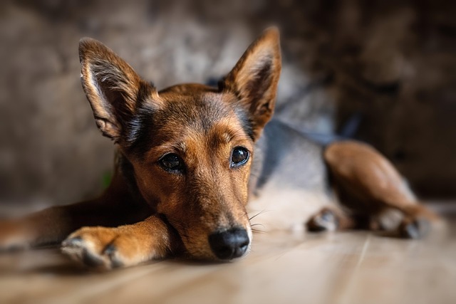 best air purifier for pets