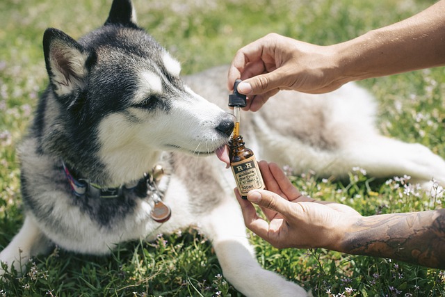 best air purifier for pets