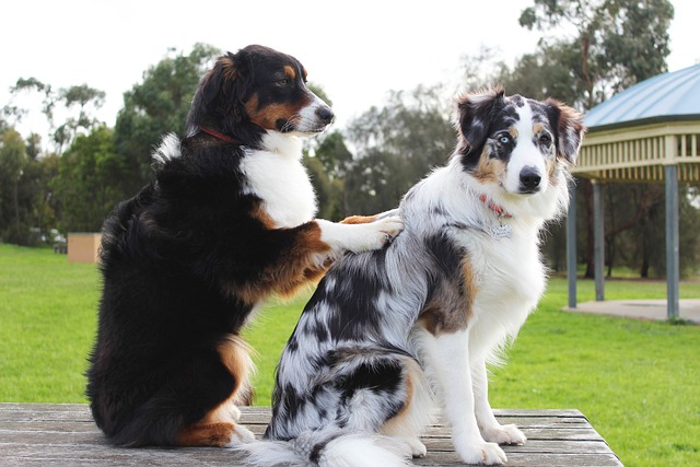 best air purifier for pets