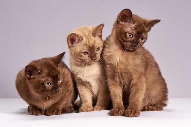 best air purifier for pets