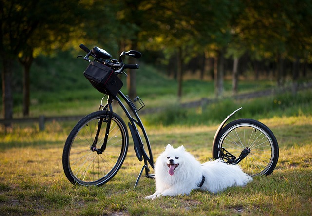bicycle injury