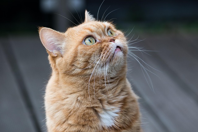 Unveiling the Secrets of Adorable Cute Orange Cats