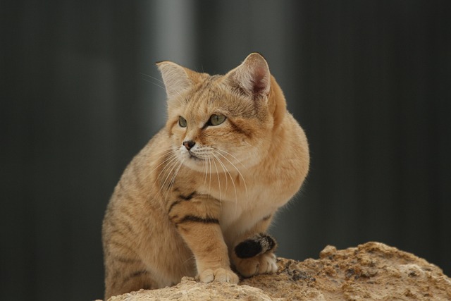 Cute Orange Cats