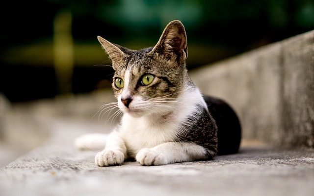 cute-orange-cats-640x480-65693792.jpeg