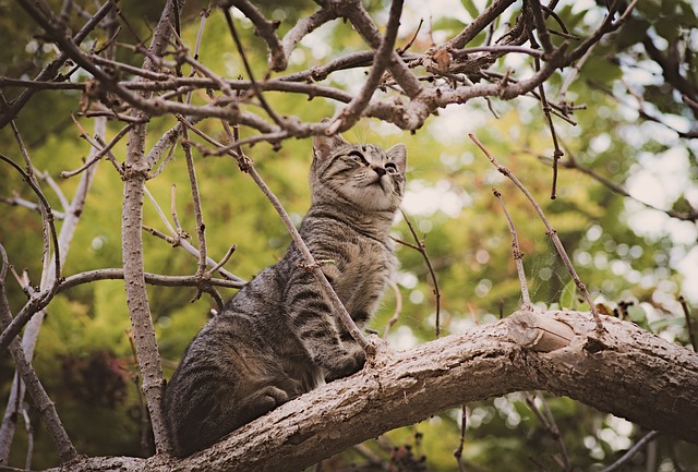 Cute Orange Tabbies