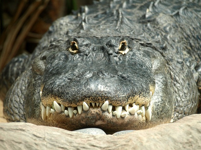 dentures dentistry