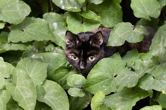 Domestic Cats