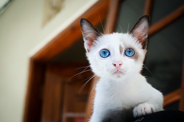 Domestic Cats