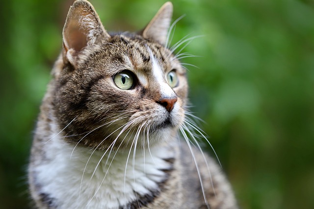 Domestic Cats