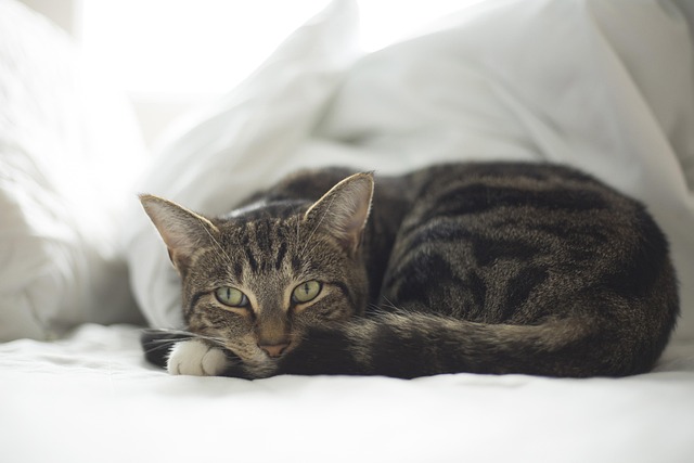 Domestic Cats