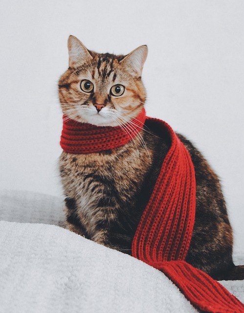 Domestic Cats