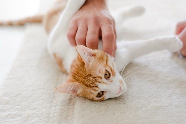 Domestic Cats