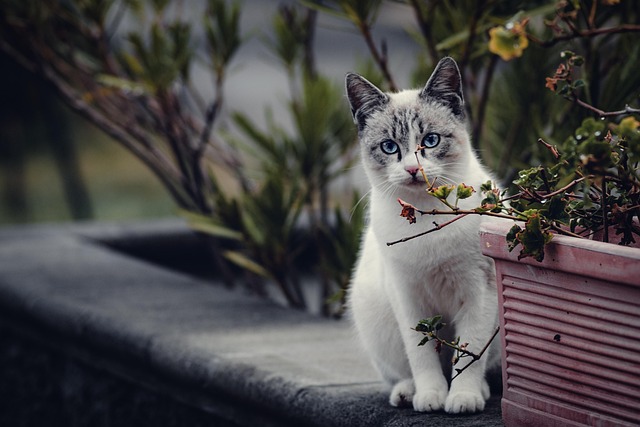 Domestic Cats