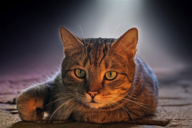 Domestic Cats
