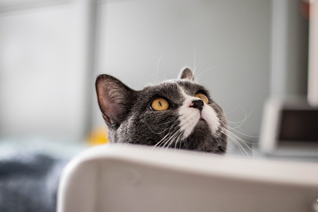 Domestic Cats