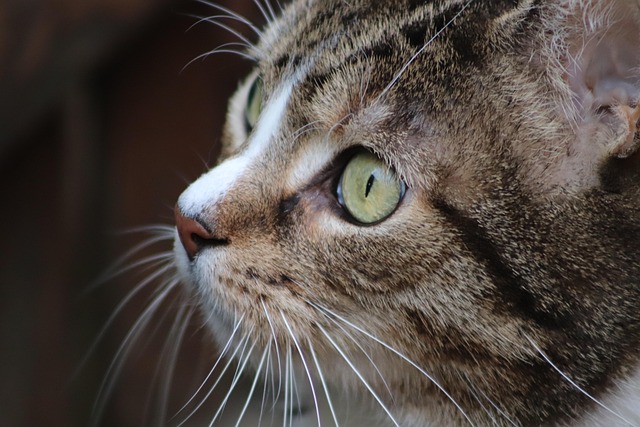 Domestic Cats