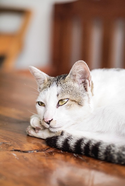 Domestic Cats