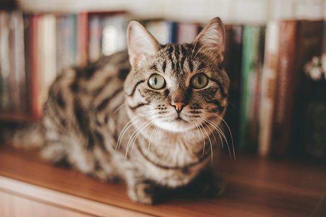Domestic Cats