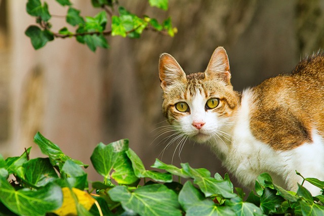 Domestic Cats