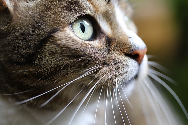 Domestic Cats