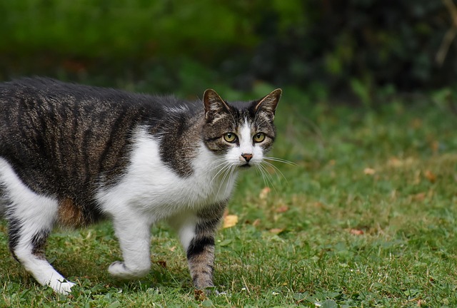 Domestic Cats