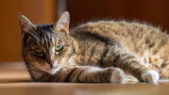 Domestic Cats