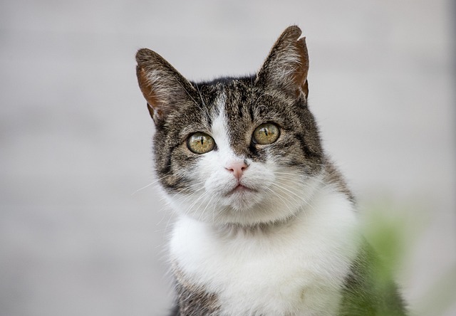 Domestic Cats