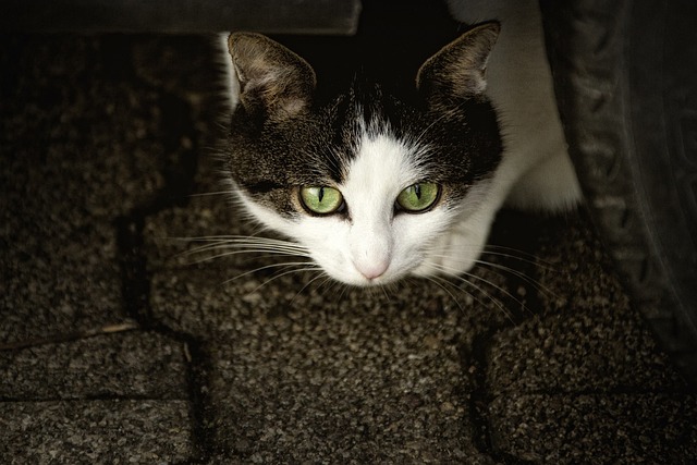 domestic-cats-640x480-96254165.jpeg