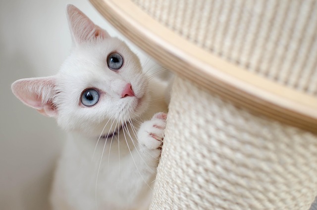 Domestic Cats