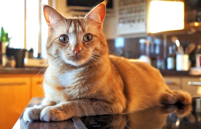 Domesticated Orange Tabbies