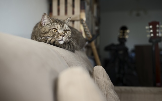 domesticated-orange-tabbies-640x480-42082180.jpeg