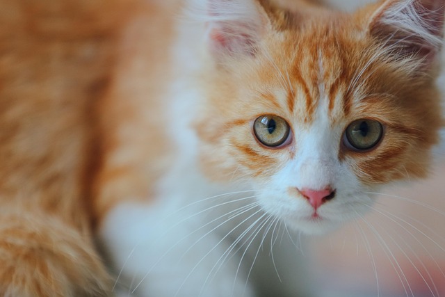 Domesticated Orange Tabbies