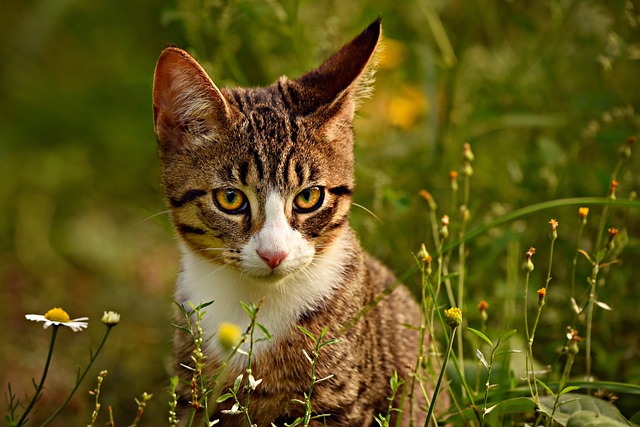 Domesticated Tabby Cats