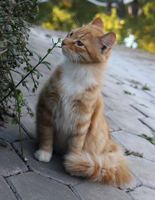 Domesticated Tabby Cats