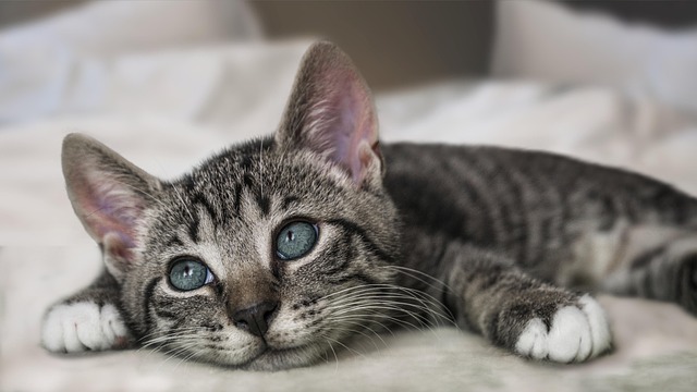 Domesticated Tabby Cats