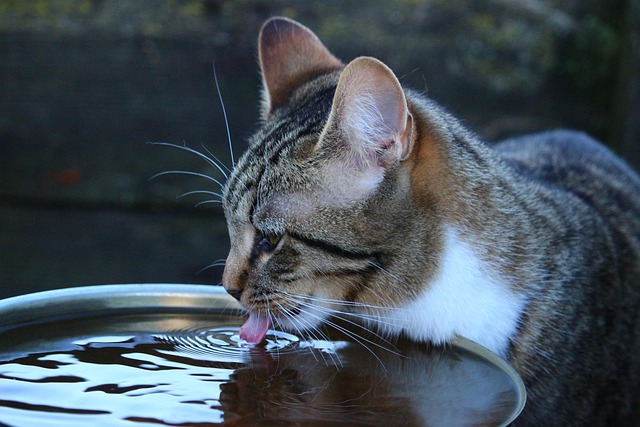Domesticated Tabby Cats