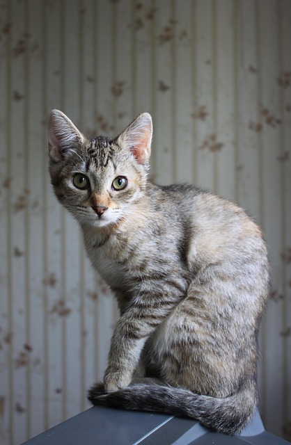Domesticated Tabby Cats
