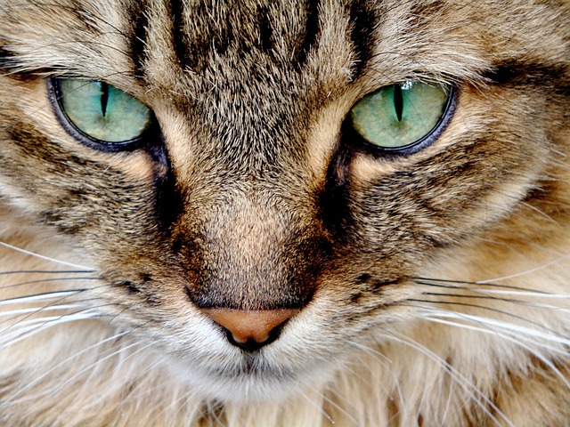 Domesticated Tabby Cats