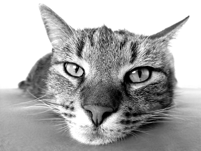 Domesticated Tabby Cats
