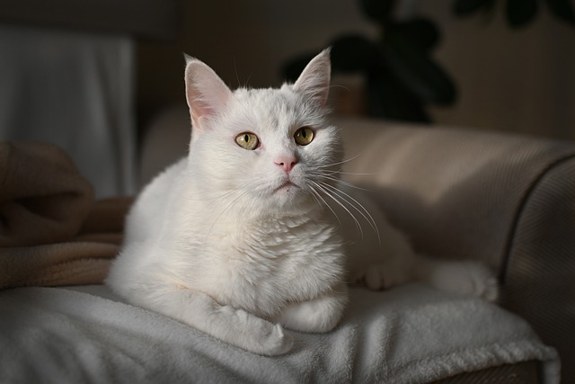Domesticated Tabby Cats