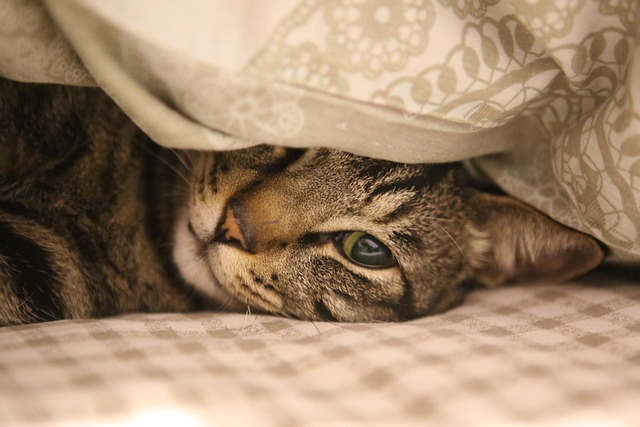 Domesticated Tabby Cats