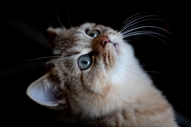 Domesticated Tabby Cats
