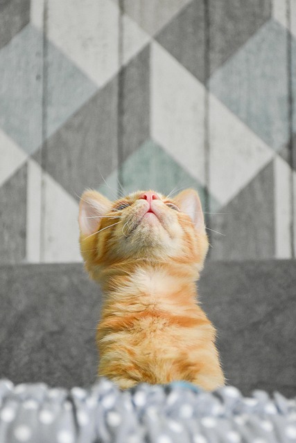 Ginger Cats
