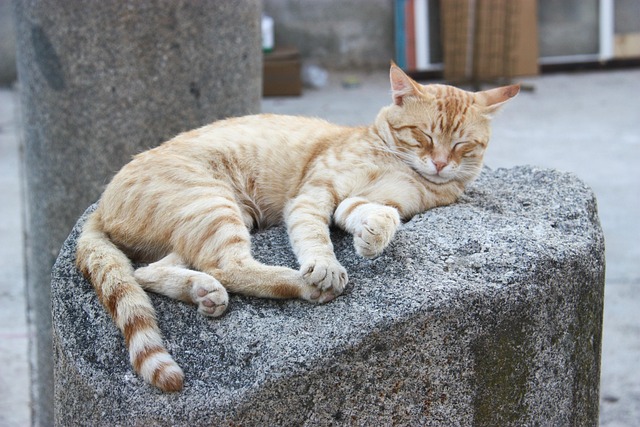 Ginger Cats