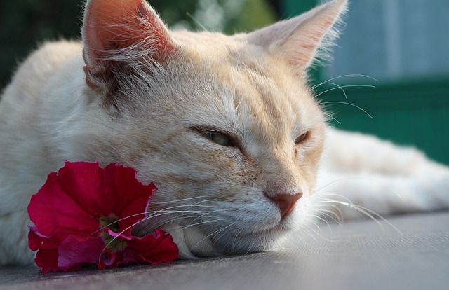 Ginger Cats